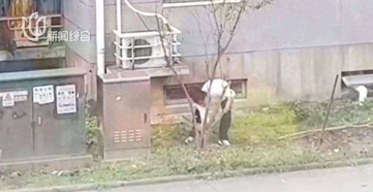 皇冠信用网在线开户_很多人还不知道!上海一居民砍掉自己在小区种的树皇冠信用网在线开户,或面临成倍处罚