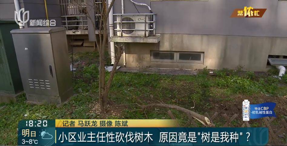 皇冠信用网在线开户_很多人还不知道!上海一居民砍掉自己在小区种的树皇冠信用网在线开户,或面临成倍处罚