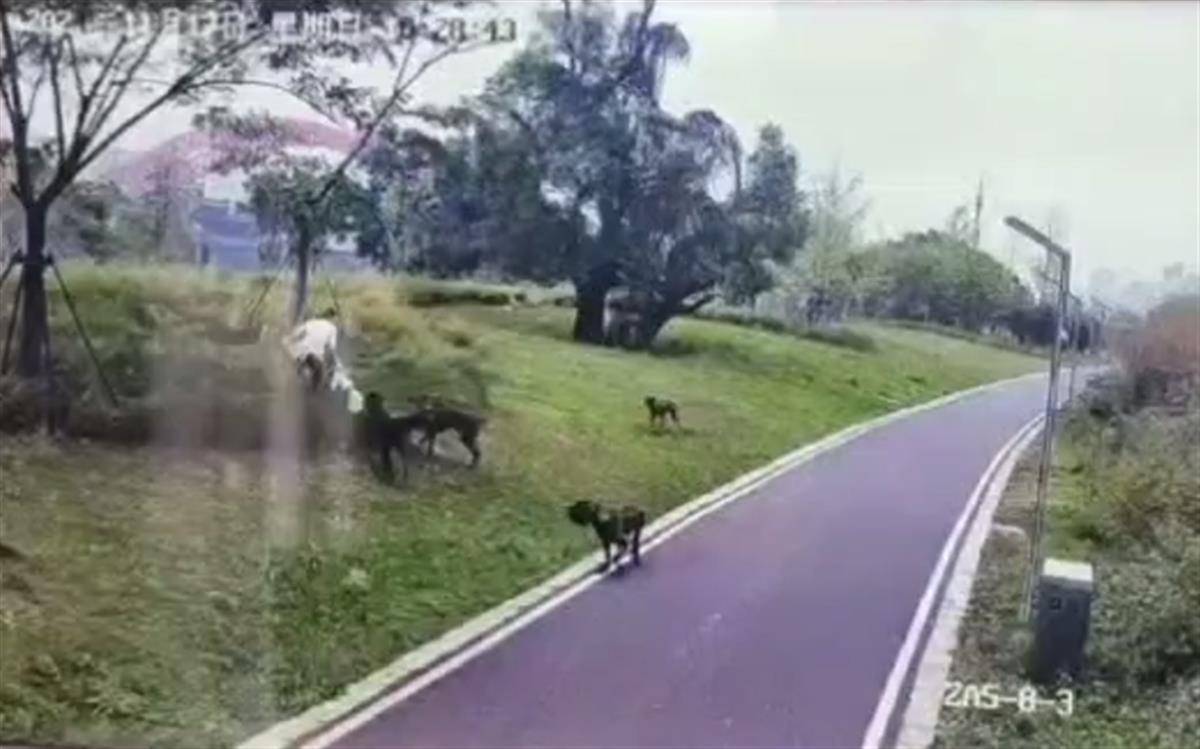 信用盘皇冠申请注册_母女散步遭4条大型犬撕咬:狗主人系当地一工程老板 已被采取强制措施