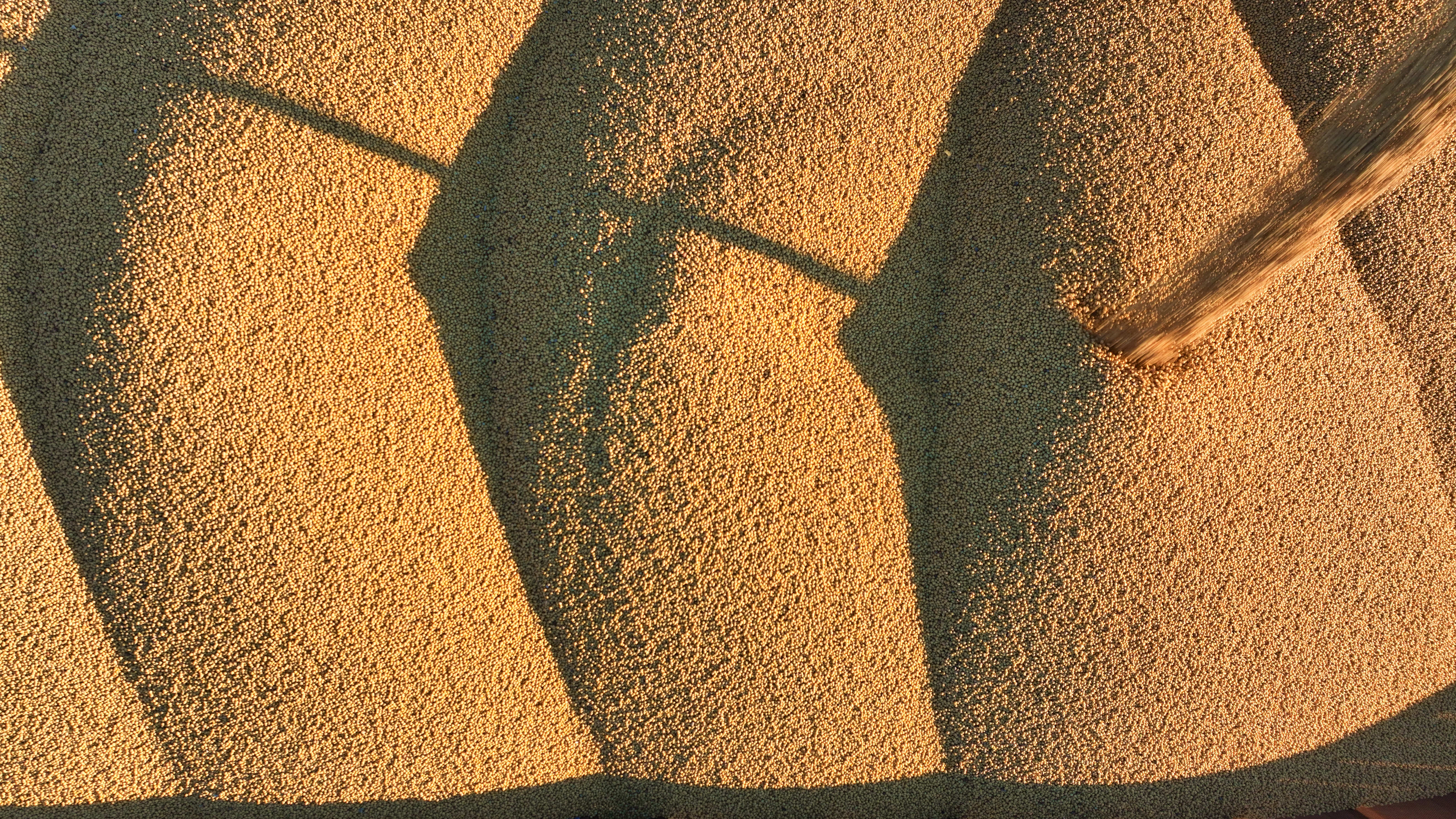 皇冠公司的代理怎么拿_外媒:中国近期购买125万吨美国大豆