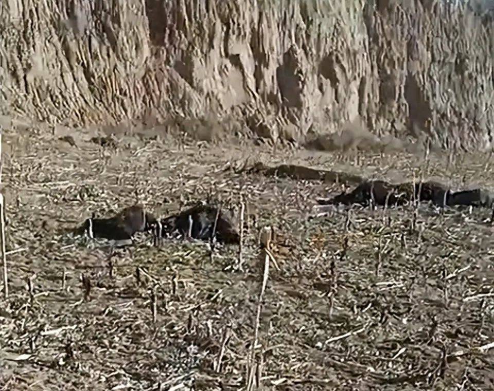 hga035皇冠_山西一村民家101只羊蹊跷暴毙hga035皇冠,有人故意投毒?村干部:已有怀疑对象,警方已立案