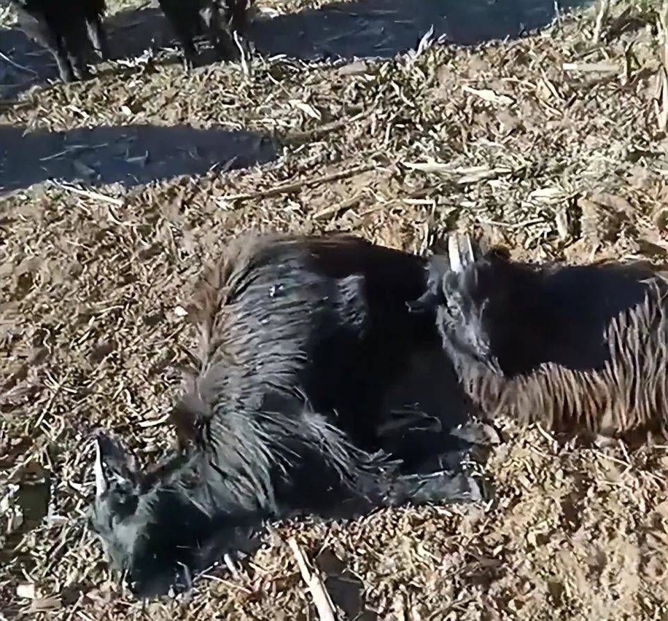 hga035皇冠_山西一村民家101只羊蹊跷暴毙hga035皇冠,有人故意投毒?村干部:已有怀疑对象,警方已立案