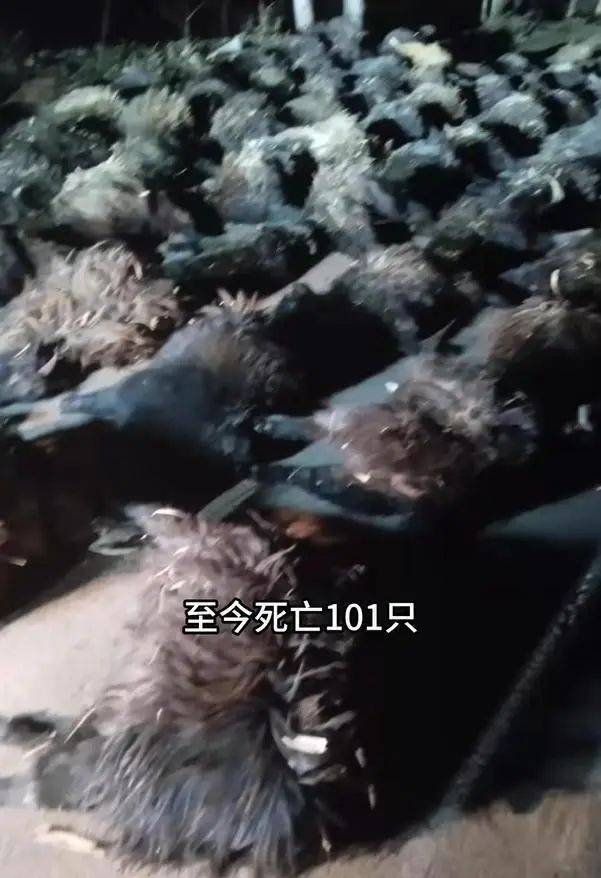 hga035皇冠_山西一村民家101只羊蹊跷暴毙hga035皇冠,有人故意投毒?村干部:已有怀疑对象,警方已立案