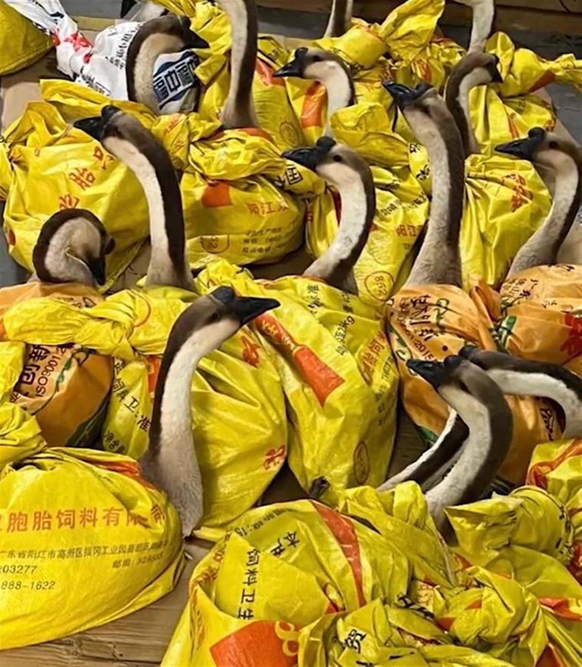 皇冠体育_河南一公司给60多名员工每人发一头羊皇冠体育,员工:太实在了,跟着老板有肉吃!