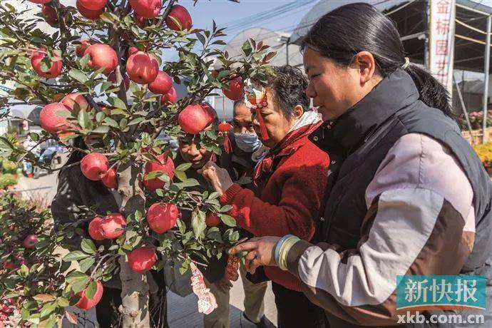 奥林匹克运动会_太火了奥林匹克运动会!广州有商家一天卖出平时一个月的花