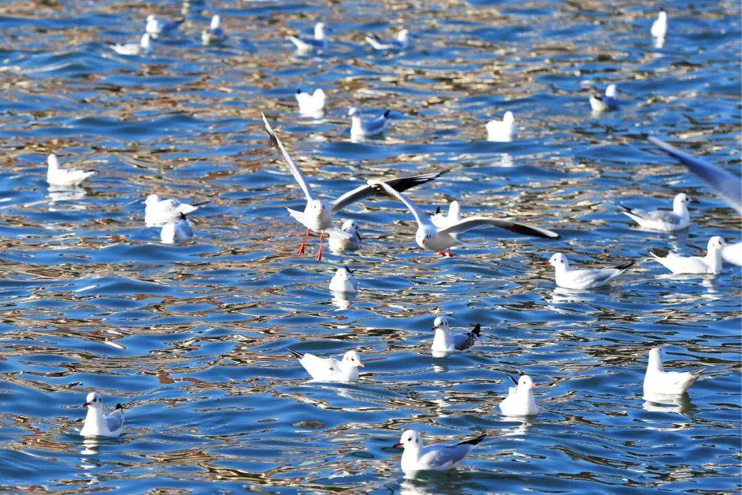 巴黎奥运会开幕式_青岛鱼山路巴黎奥运会开幕式,一位大名人为了吃一顿烤羊肉…也是拼了!从北京买的工具,从潍县买的大葱!网友:不光会写,还这么会吃啊