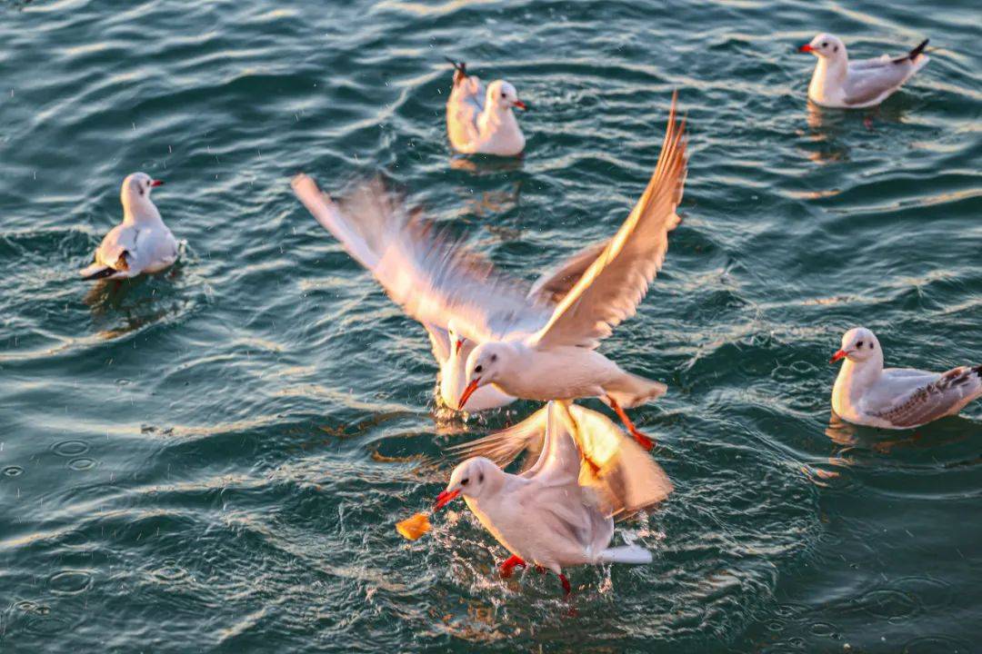 巴黎奥运会开幕式_青岛鱼山路巴黎奥运会开幕式,一位大名人为了吃一顿烤羊肉…也是拼了!从北京买的工具,从潍县买的大葱!网友:不光会写,还这么会吃啊