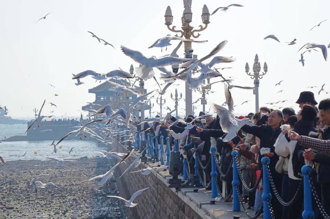 巴黎奥运会开幕式_青岛鱼山路巴黎奥运会开幕式,一位大名人为了吃一顿烤羊肉…也是拼了!从北京买的工具,从潍县买的大葱!网友:不光会写,还这么会吃啊
