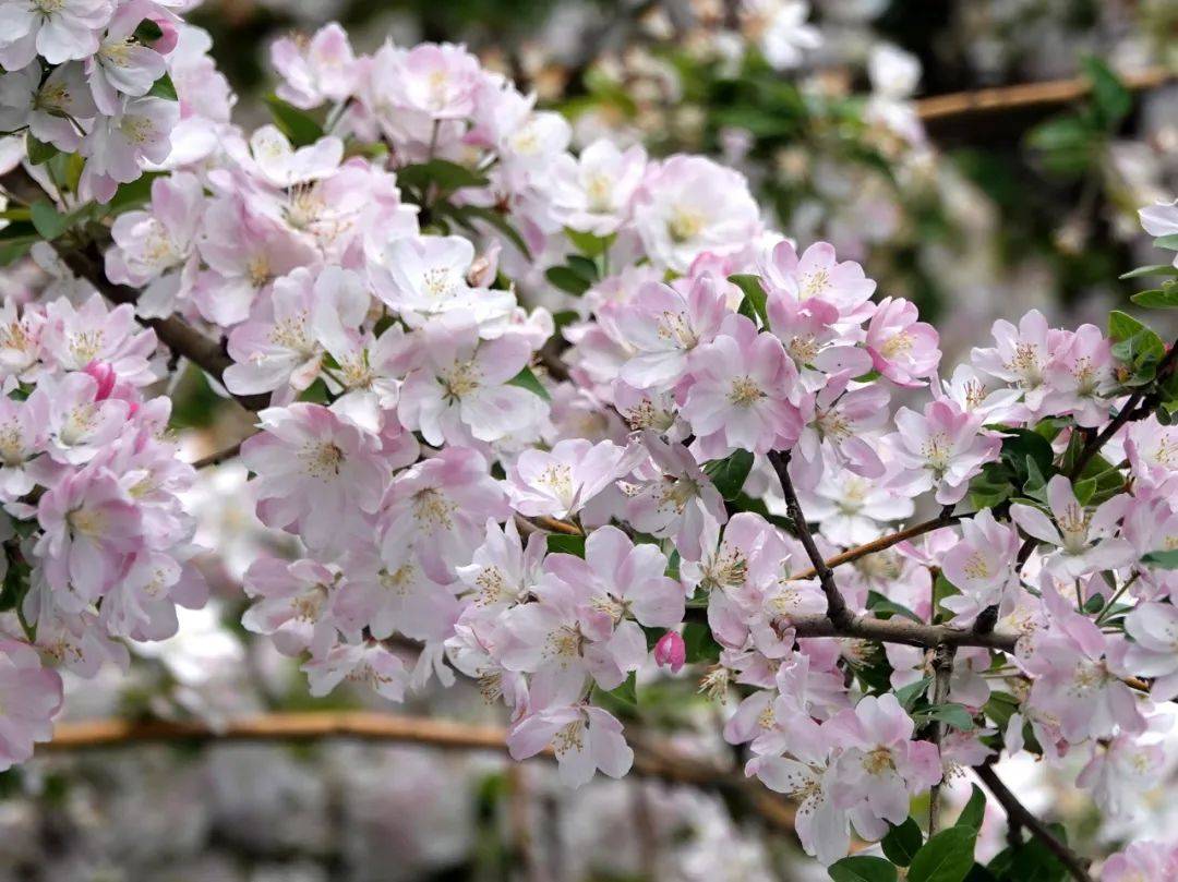 巴黎奥运会开幕式_青岛鱼山路巴黎奥运会开幕式,一位大名人为了吃一顿烤羊肉…也是拼了!从北京买的工具,从潍县买的大葱!网友:不光会写,还这么会吃啊