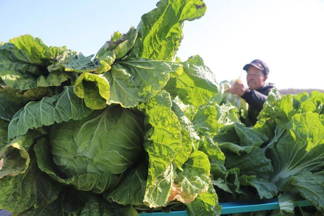巴黎奥运会开幕式_青岛鱼山路巴黎奥运会开幕式,一位大名人为了吃一顿烤羊肉…也是拼了!从北京买的工具,从潍县买的大葱!网友:不光会写,还这么会吃啊