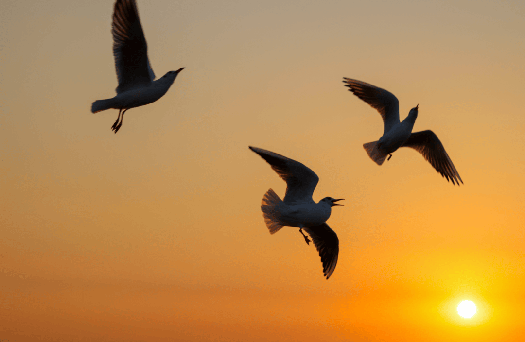 巴黎奥运会开幕式_青岛鱼山路巴黎奥运会开幕式,一位大名人为了吃一顿烤羊肉…也是拼了!从北京买的工具,从潍县买的大葱!网友:不光会写,还这么会吃啊