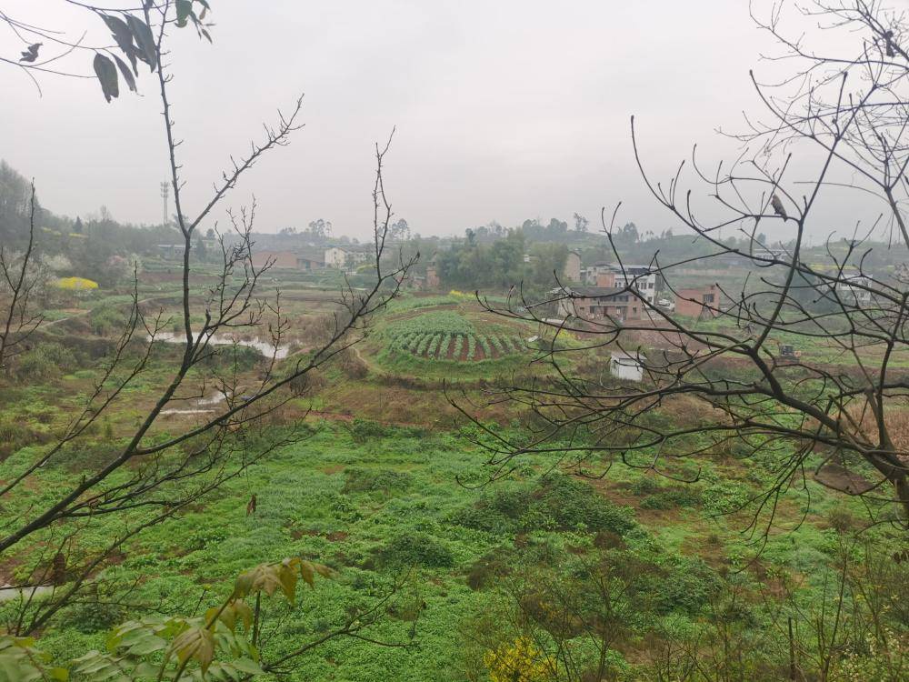 皇冠信用平台出租出售
_街道办违法强拆120亩鱼塘皇冠信用平台出租出售
,致37万斤鱼损失被判赔380万,回应称无赔付能力可法拍资产抵债