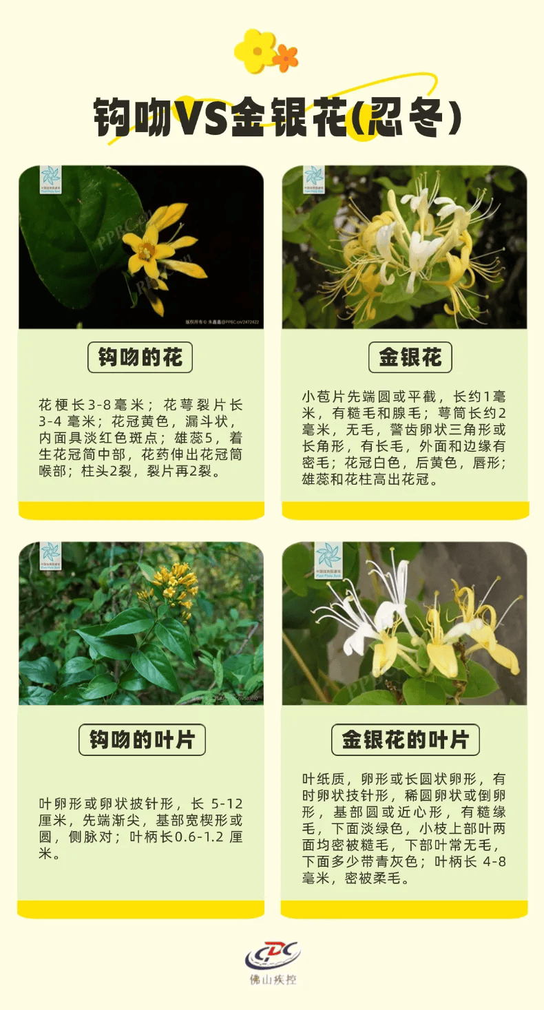 电子竞技
_一锅汤放倒佛山一家6口 警惕：此物剧毒电子竞技
！