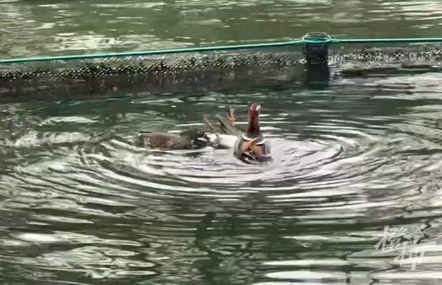 皇冠信用网怎么代理
_西湖里的鸳鸯被弹弓打死？ 景区介入调查皇冠信用网怎么代理
，已初步锁定伤害小鸳鸯的人