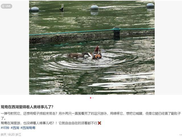 传说对决
_西湖水域管理处通报：34岁男子用弹弓打死鸳鸯