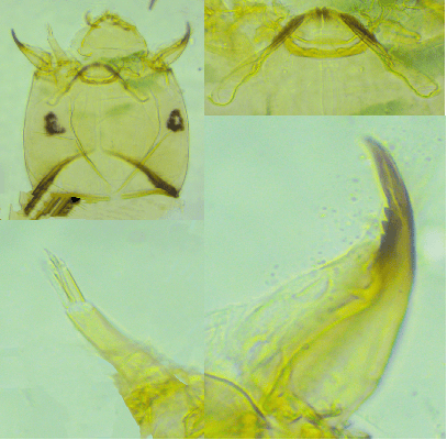 港盘马来盘印尼盘欧洲盘
_上海发现神秘生物港盘马来盘印尼盘欧洲盘
！中国从未记录！会咬人吗？官方回应！