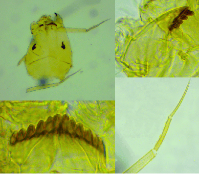 港盘马来盘印尼盘欧洲盘
_上海发现神秘生物港盘马来盘印尼盘欧洲盘
！中国从未记录！会咬人吗？官方回应！