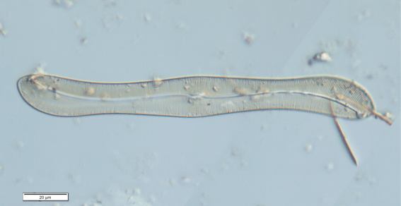 港盘马来盘印尼盘欧洲盘
_上海发现神秘生物港盘马来盘印尼盘欧洲盘
！中国从未记录！会咬人吗？官方回应！