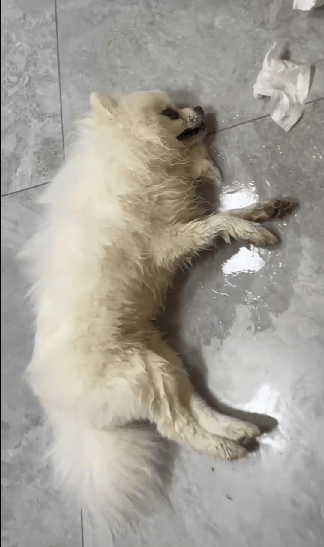 皇冠皇冠平台
_云南多只宠物犬随主人逛公园疑中毒死亡皇冠皇冠平台
，网友提醒戴嘴套，警方介入