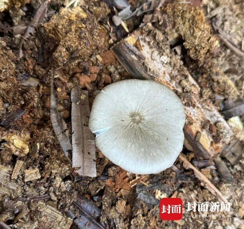 怎么注册皇冠信用盘
_价格腰斩怎么注册皇冠信用盘
!四川人即将实现鸡枞菌自由