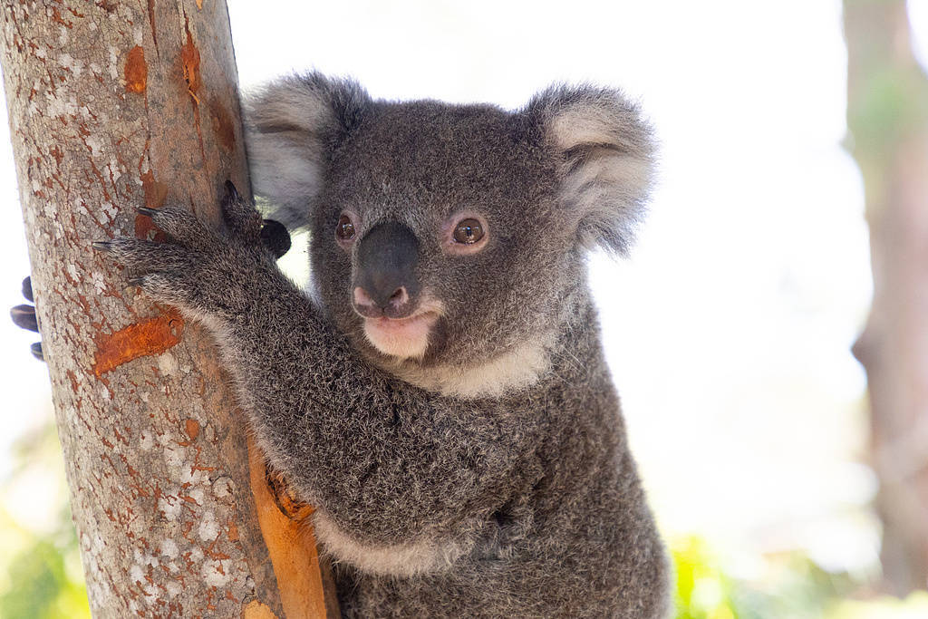 皇冠体育App下载
_野火烧毁栖息地 澳大利亚扑杀750只考拉引强烈抗议