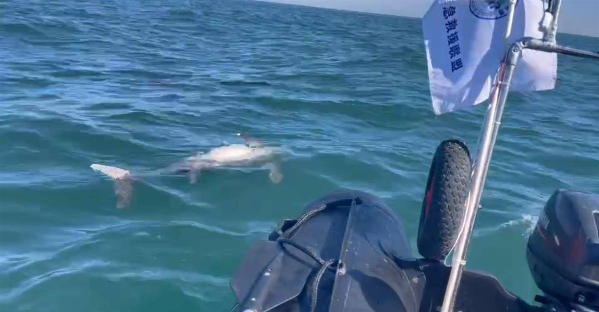 皇冠信用盘代理流程
_大连海域发现带圆孔的江豚尸体皇冠信用盘代理流程
，疑是鱼枪所致，专家：系国家二级保护动物，死因尚不好判断