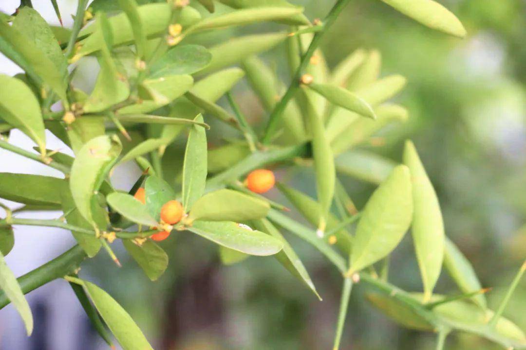 皇冠信用网代理申条件
_男子花2850元在网上购买数十株野生金豆皇冠信用网代理申条件
，因危害国家重点保护植物罪获刑