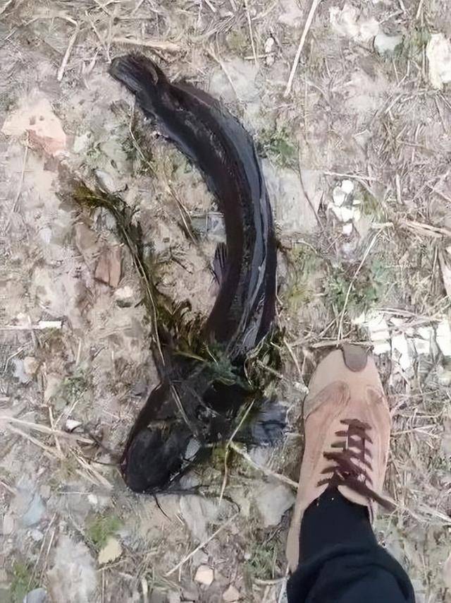 皇冠信用網开户
_大连西山水库出现成群黑色大鱼皇冠信用網开户
，最长近一米！专家确认系外来物种埃及塘鲺