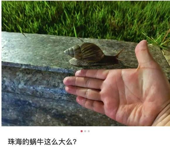 皇冠皇冠信用网会员注册
_雨后大量出现皇冠皇冠信用网会员注册
,广州街坊:一墙都是看得头皮发麻……提醒:不要碰也不要吃!