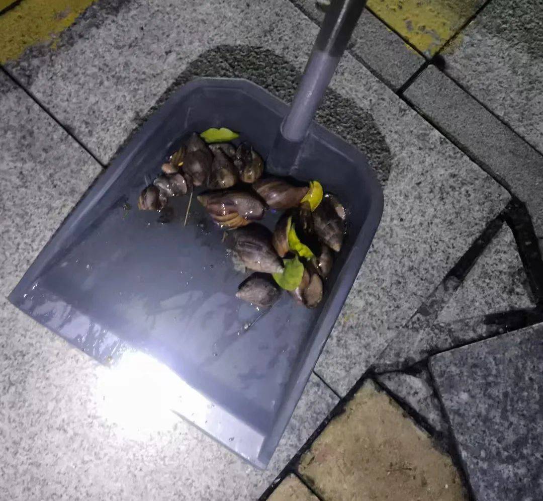 皇冠皇冠信用网会员注册
_雨后大量出现皇冠皇冠信用网会员注册
,广州街坊:一墙都是看得头皮发麻……提醒:不要碰也不要吃!