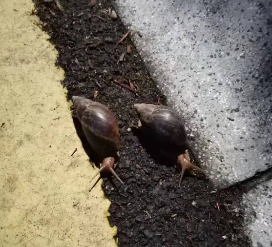 皇冠皇冠信用网会员注册
_雨后大量出现皇冠皇冠信用网会员注册
,广州街坊:一墙都是看得头皮发麻……提醒:不要碰也不要吃!