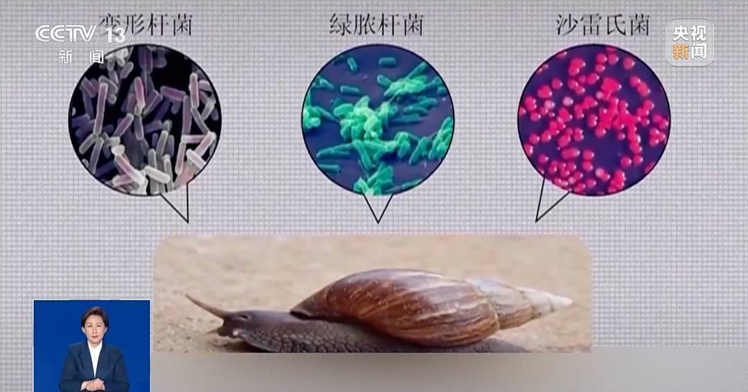 皇冠皇冠信用网会员注册
_雨后大量出现皇冠皇冠信用网会员注册
,广州街坊:一墙都是看得头皮发麻……提醒:不要碰也不要吃!