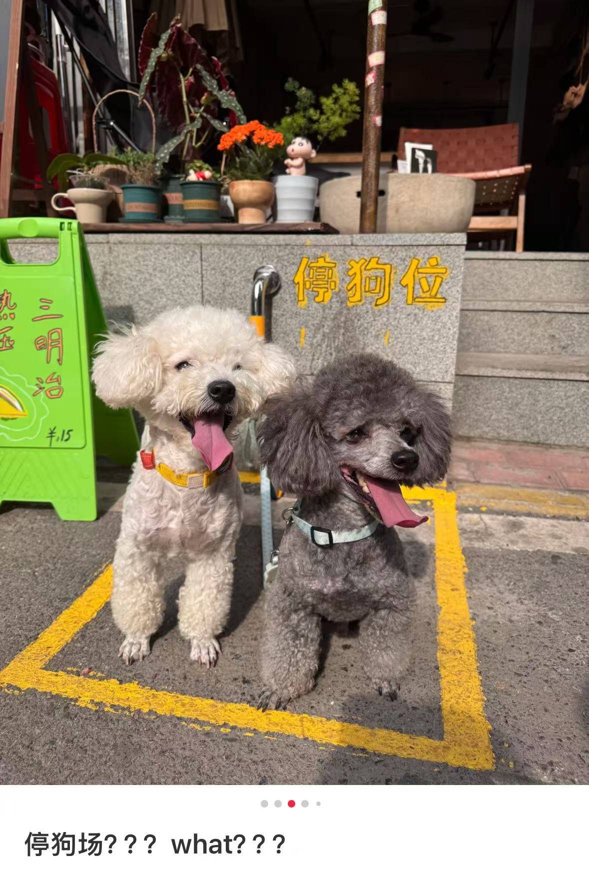 皇冠信用网怎么注册
_“先停狗再干饭!”武汉多个商铺现“停狗位”皇冠信用网怎么注册
,商家称为吸引宠主,但有宠主表示担心