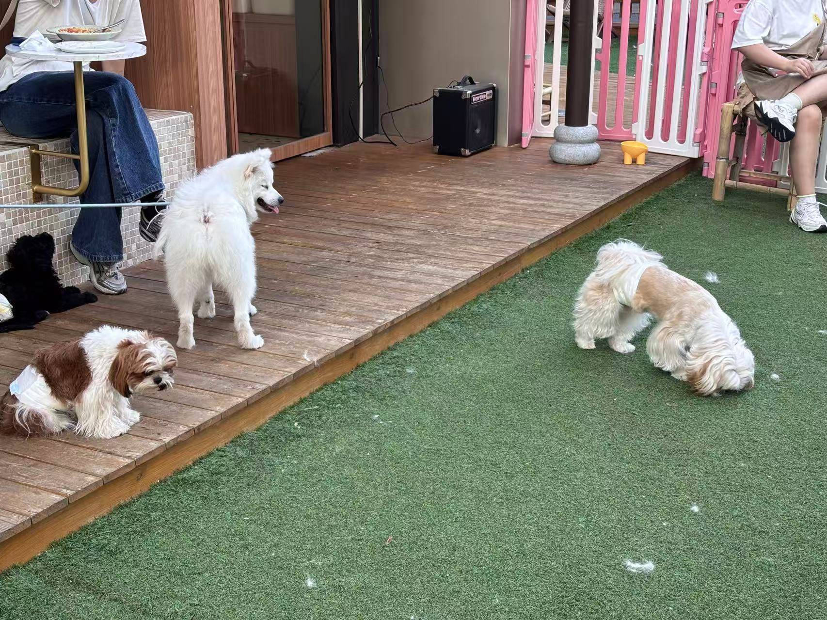 皇冠信用网怎么注册
_“先停狗再干饭!”武汉多个商铺现“停狗位”皇冠信用网怎么注册
,商家称为吸引宠主,但有宠主表示担心