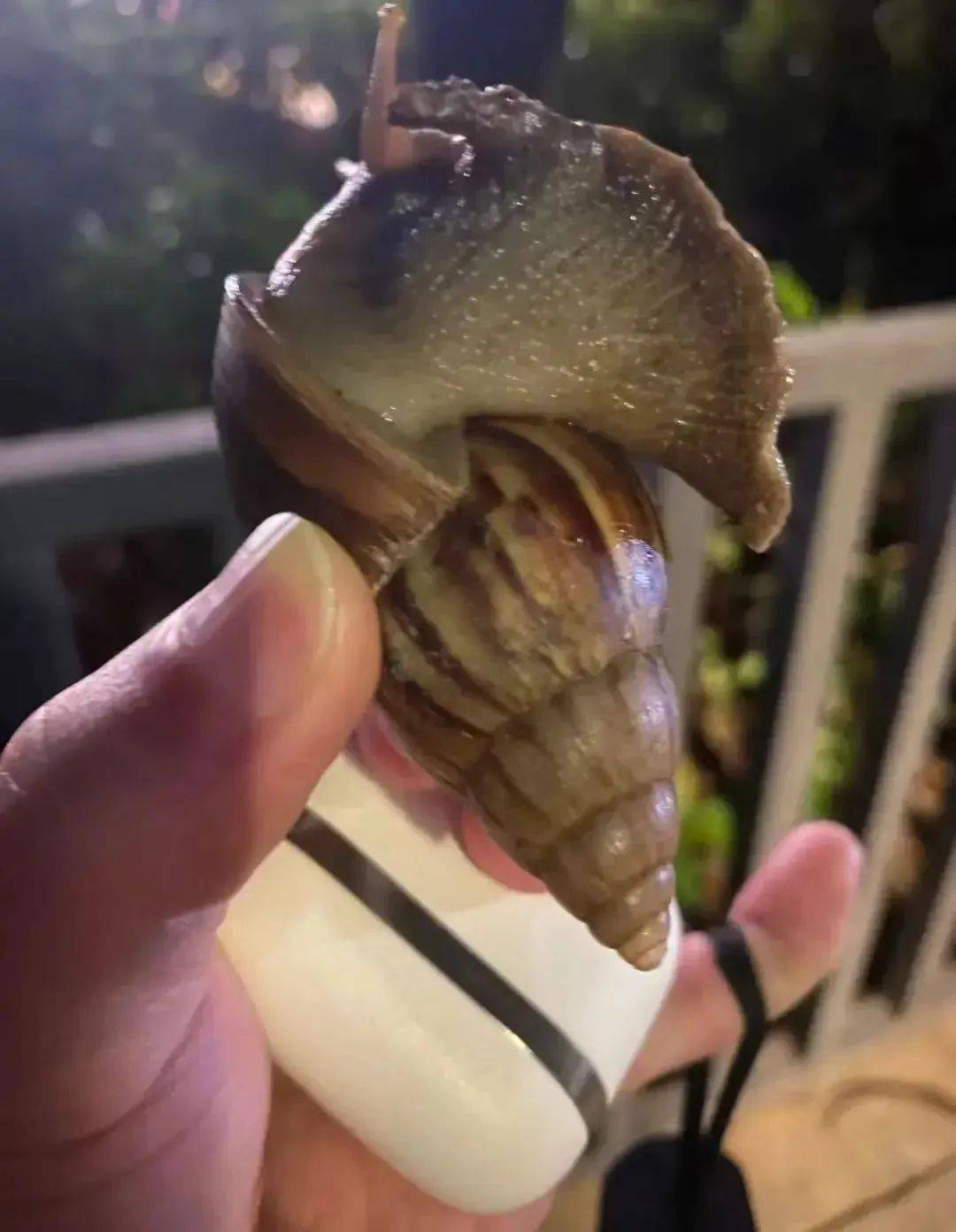 信用網怎么开户
_别碰！别吃！别养！一只就携带100条虫信用網怎么开户
，看到赶紧远离