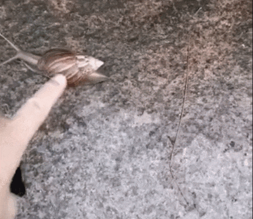 信用網怎么开户
_别碰！别吃！别养！一只就携带100条虫信用網怎么开户
，看到赶紧远离