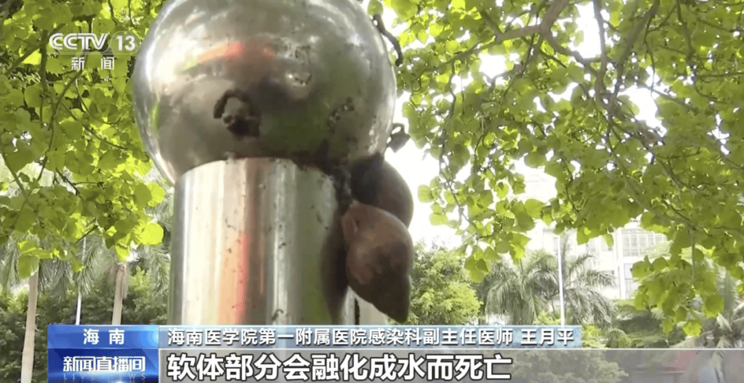 信用網怎么开户
_别碰！别吃！别养！一只就携带100条虫信用網怎么开户
，看到赶紧远离