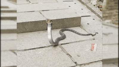 WNBA比分
_太吓人!深圳16天接警232宗!“抓不完WNBA比分
,根本抓不完……”