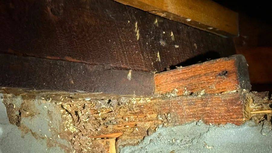 WNBA成绩
_紧急提醒:瞬间爆发!上海市民崩溃:密密麻麻WNBA成绩
,蠕蠕爬行...“梧桐区”已开始战斗,白蚁或提前分飞