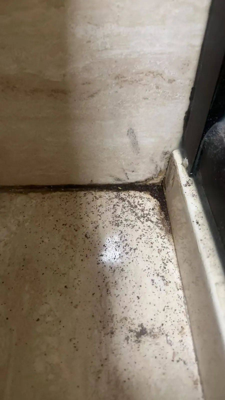 WNBA成绩
_紧急提醒:瞬间爆发!上海市民崩溃:密密麻麻WNBA成绩
,蠕蠕爬行...“梧桐区”已开始战斗,白蚁或提前分飞