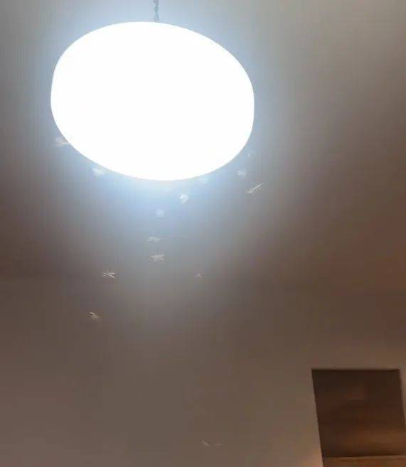 WNBA成绩
_紧急提醒:瞬间爆发!上海市民崩溃:密密麻麻WNBA成绩
,蠕蠕爬行...“梧桐区”已开始战斗,白蚁或提前分飞