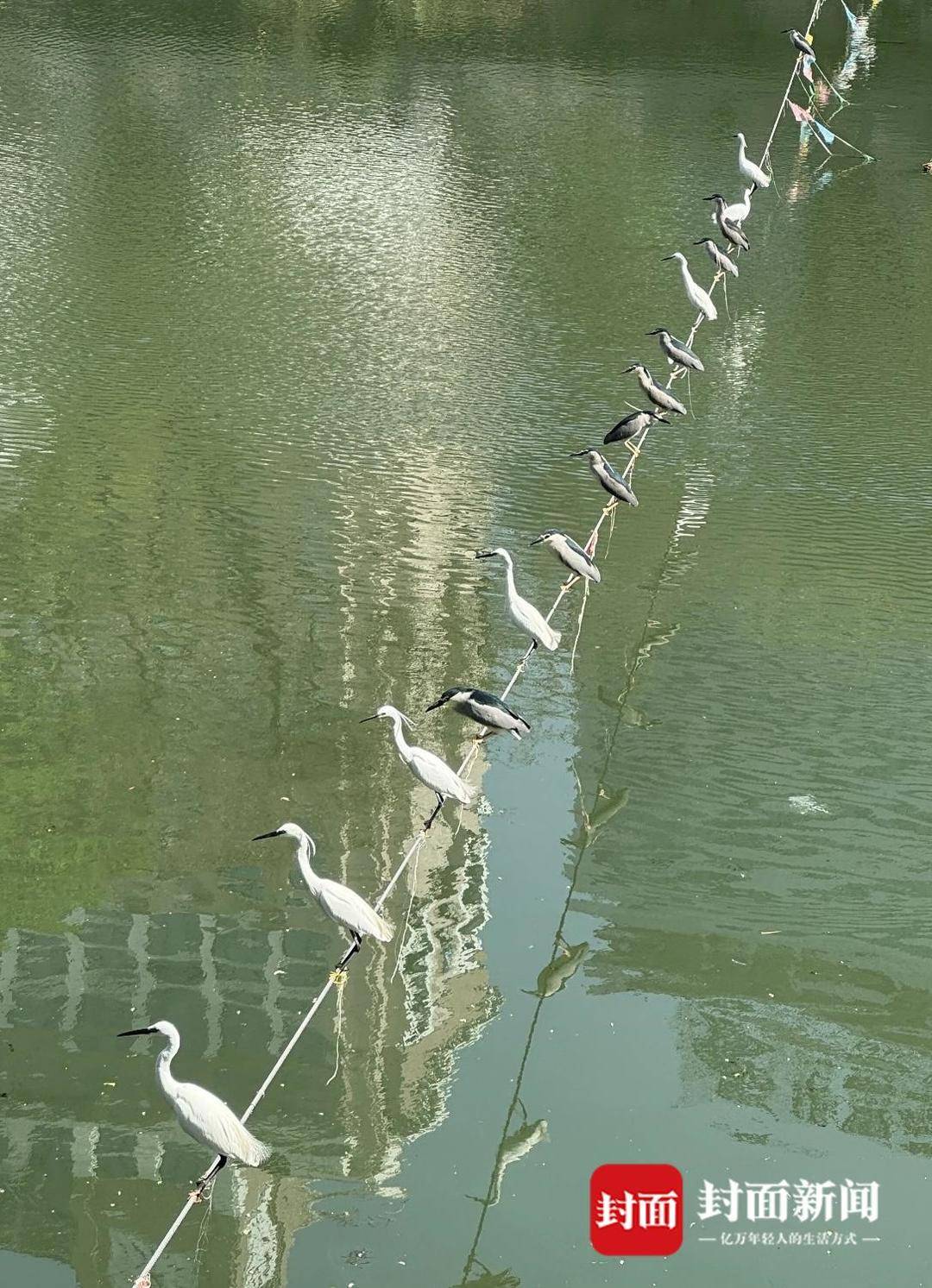 美式足球比分
_成都又见江上“神”鸟美式足球比分
,洗完脚又排排站 网友:在等红绿灯吗?