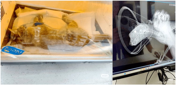 皇冠信用盘如何申请
_南京大学校庆日“校猫”被钢珠打碎头骨？校保卫处：看了一夜监控皇冠信用盘如何申请
，暂未锁定嫌疑人