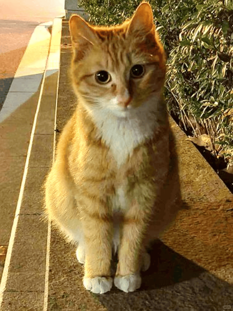 皇冠信用盘如何申请
_南京大学校庆日“校猫”被钢珠打碎头骨？校保卫处：看了一夜监控皇冠信用盘如何申请
，暂未锁定嫌疑人