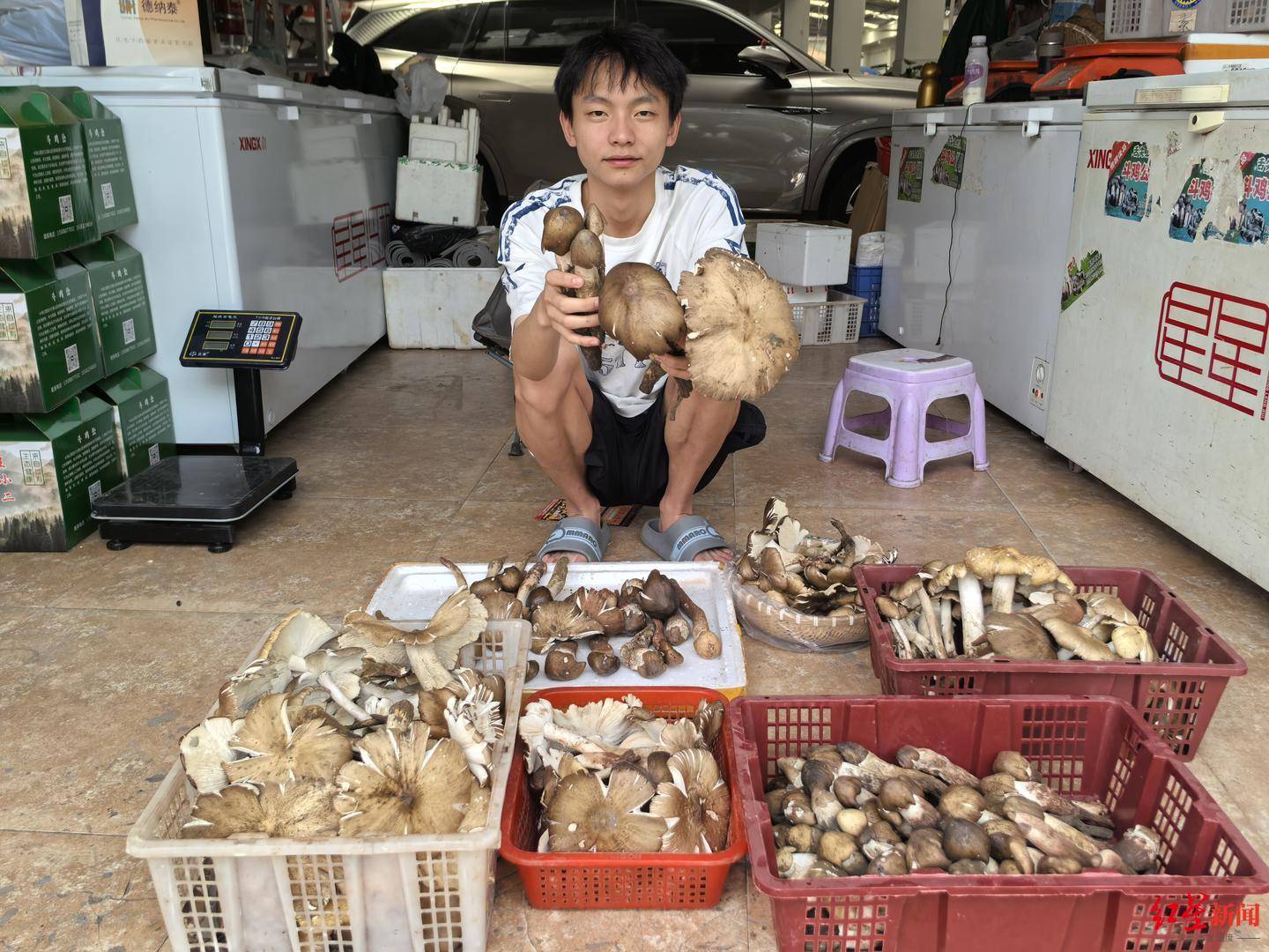 信用平台出租
_“天价”鸡枞调查：最贵卖到1800元/公斤！雨水少致产量低信用平台出租
，多地价高客少