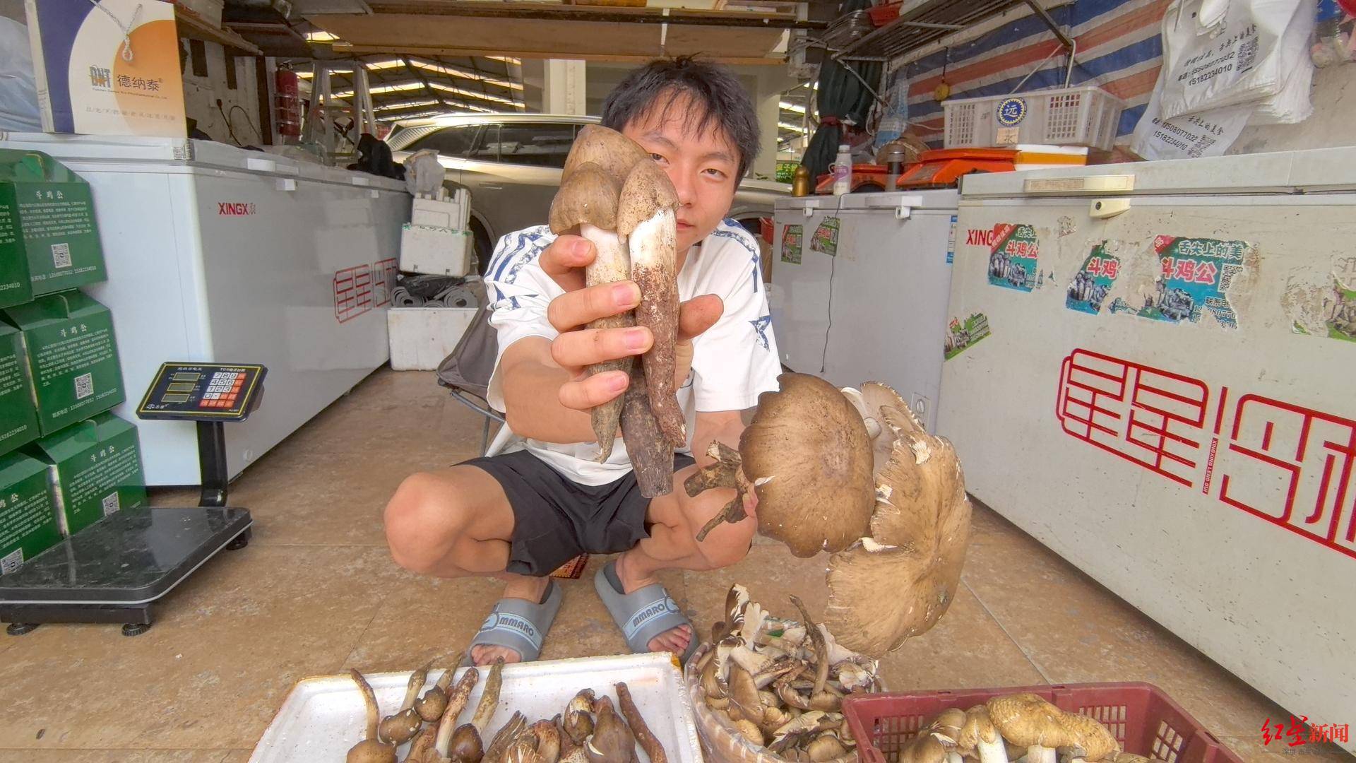 信用平台出租
_“天价”鸡枞调查：最贵卖到1800元/公斤！雨水少致产量低信用平台出租
，多地价高客少