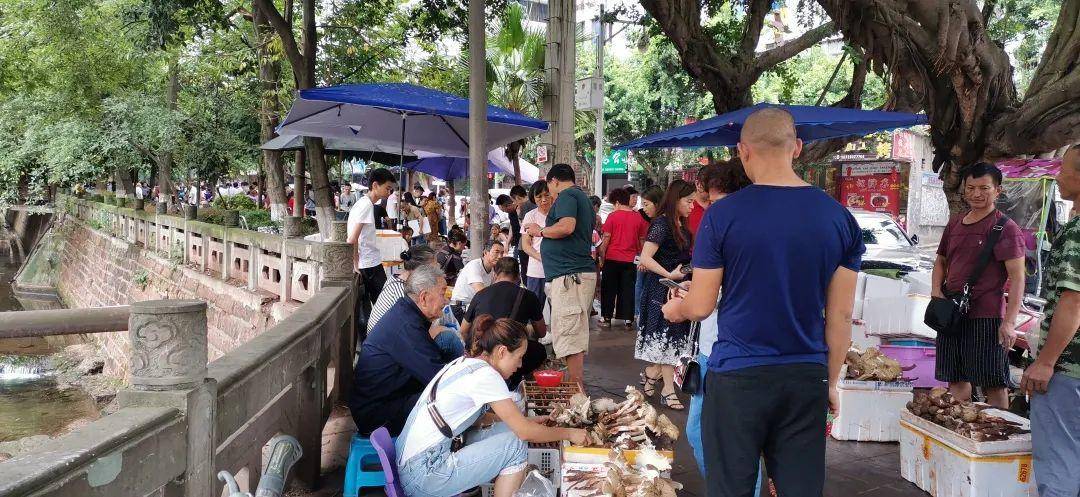 信用平台出租
_“天价”鸡枞调查：最贵卖到1800元/公斤！雨水少致产量低信用平台出租
，多地价高客少