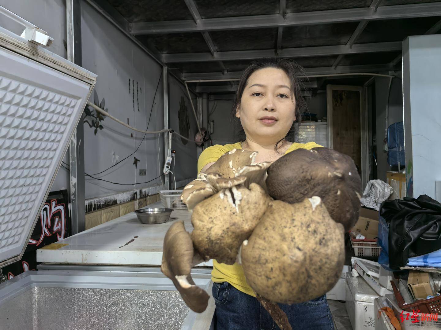 信用平台出租
_“天价”鸡枞调查：最贵卖到1800元/公斤！雨水少致产量低信用平台出租
，多地价高客少