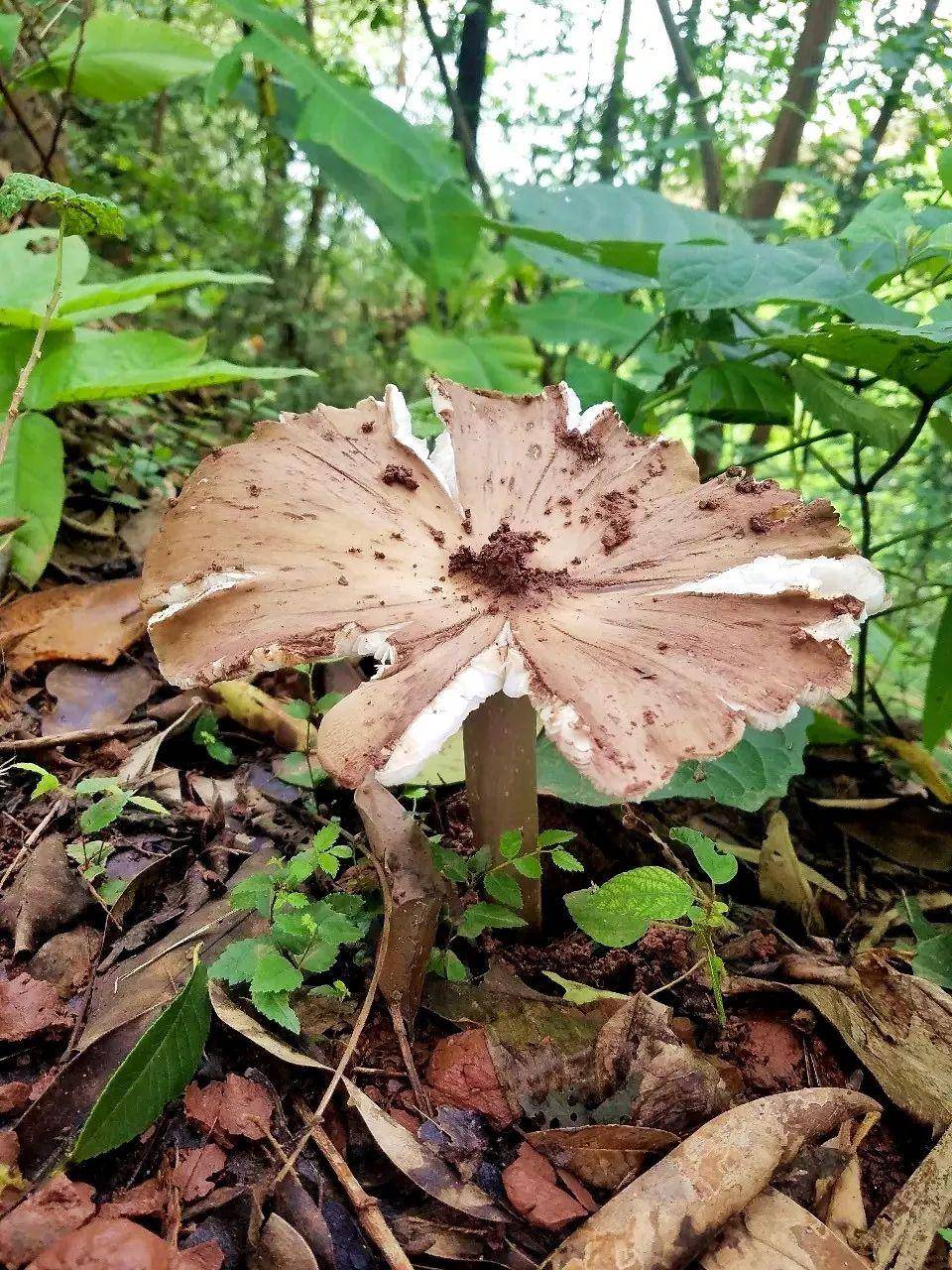 信用平台出租
_“天价”鸡枞调查：最贵卖到1800元/公斤！雨水少致产量低信用平台出租
，多地价高客少