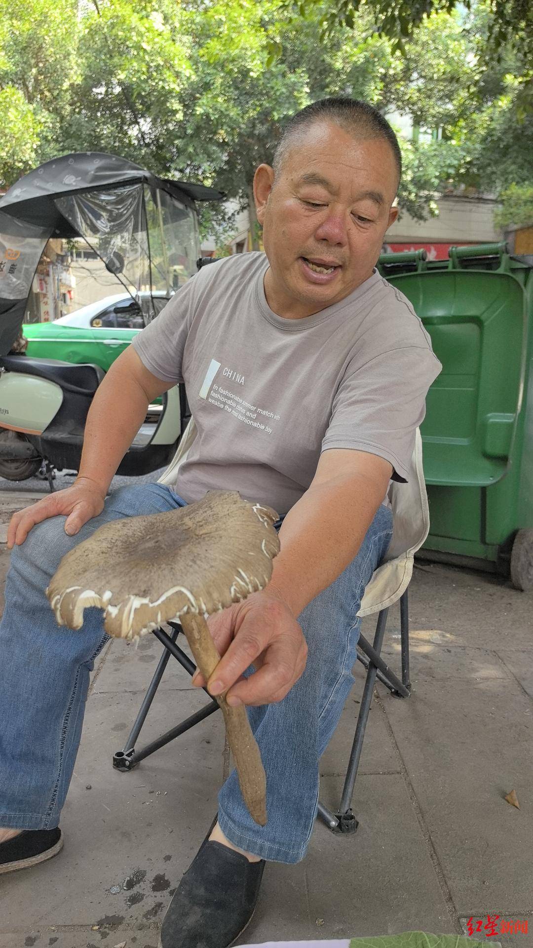 信用平台出租
_“天价”鸡枞调查：最贵卖到1800元/公斤！雨水少致产量低信用平台出租
，多地价高客少